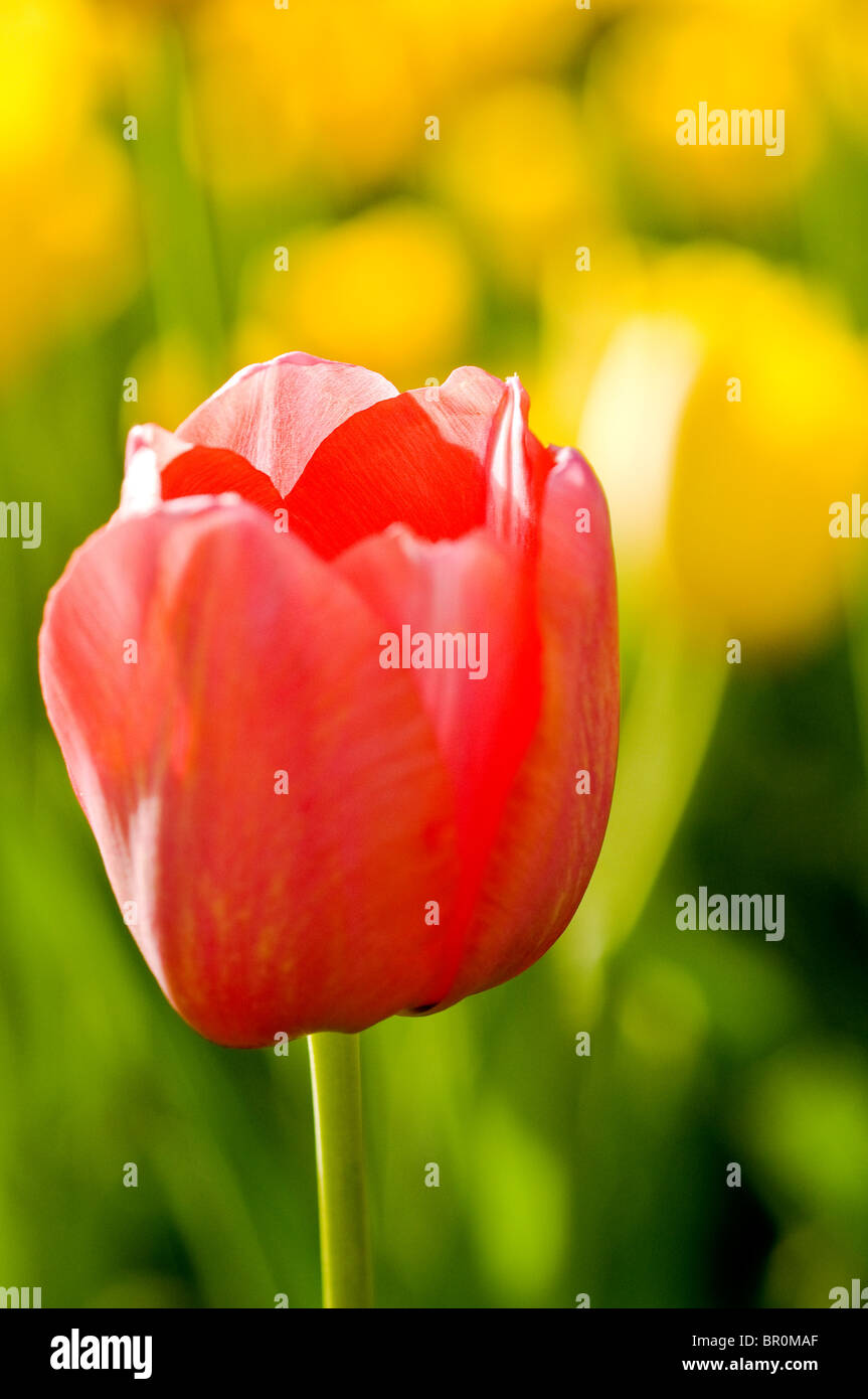 These flower make people feel very well Stock Photo Alamy