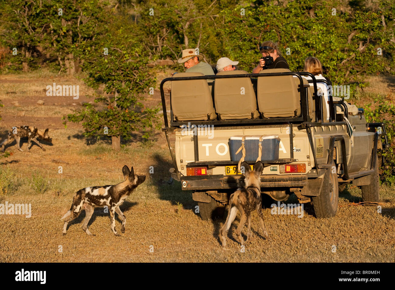 Tourists watching Wild dogs on safari (Lycaon pictus), Mashatu Game ...