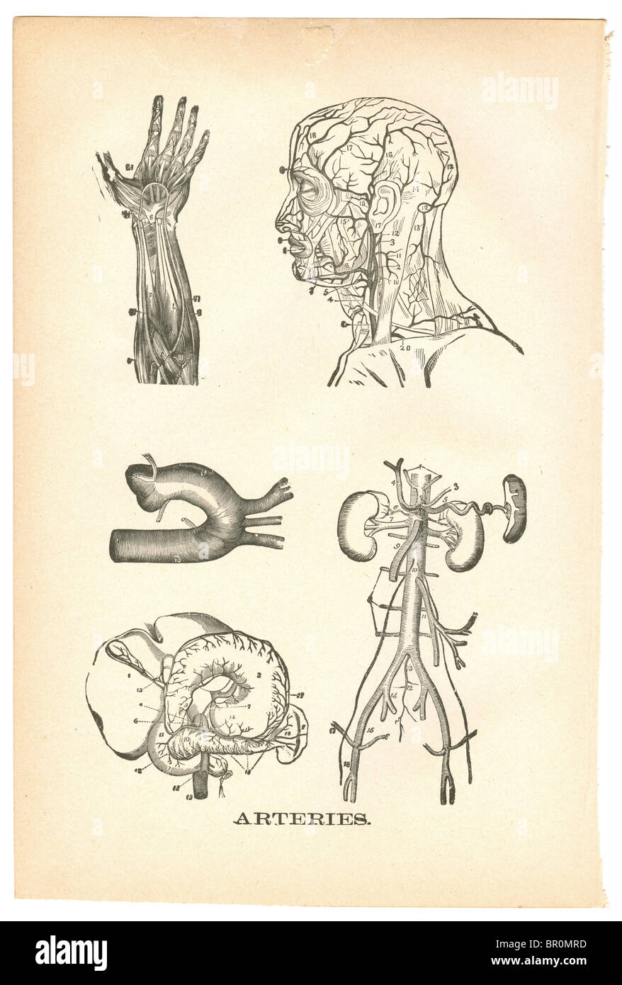Illustrations of arteries from a vintage medical book Stock Photo