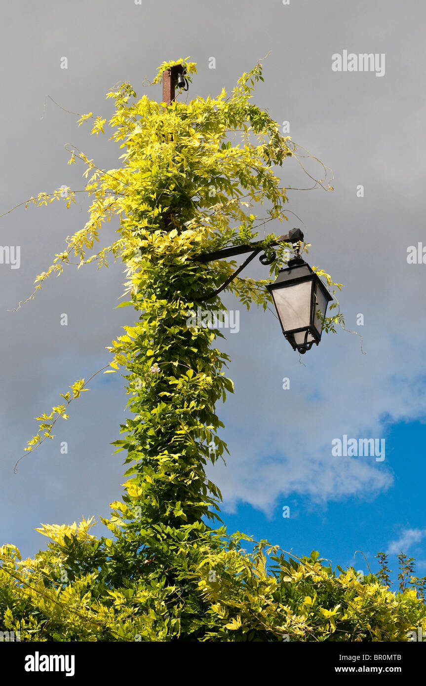 Street lamppost covered in climbing vine France Stock Photo Alamy
