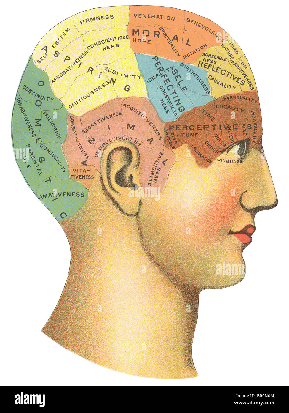 A vintage diagram of the different psychological areas in the brain Stock Photo