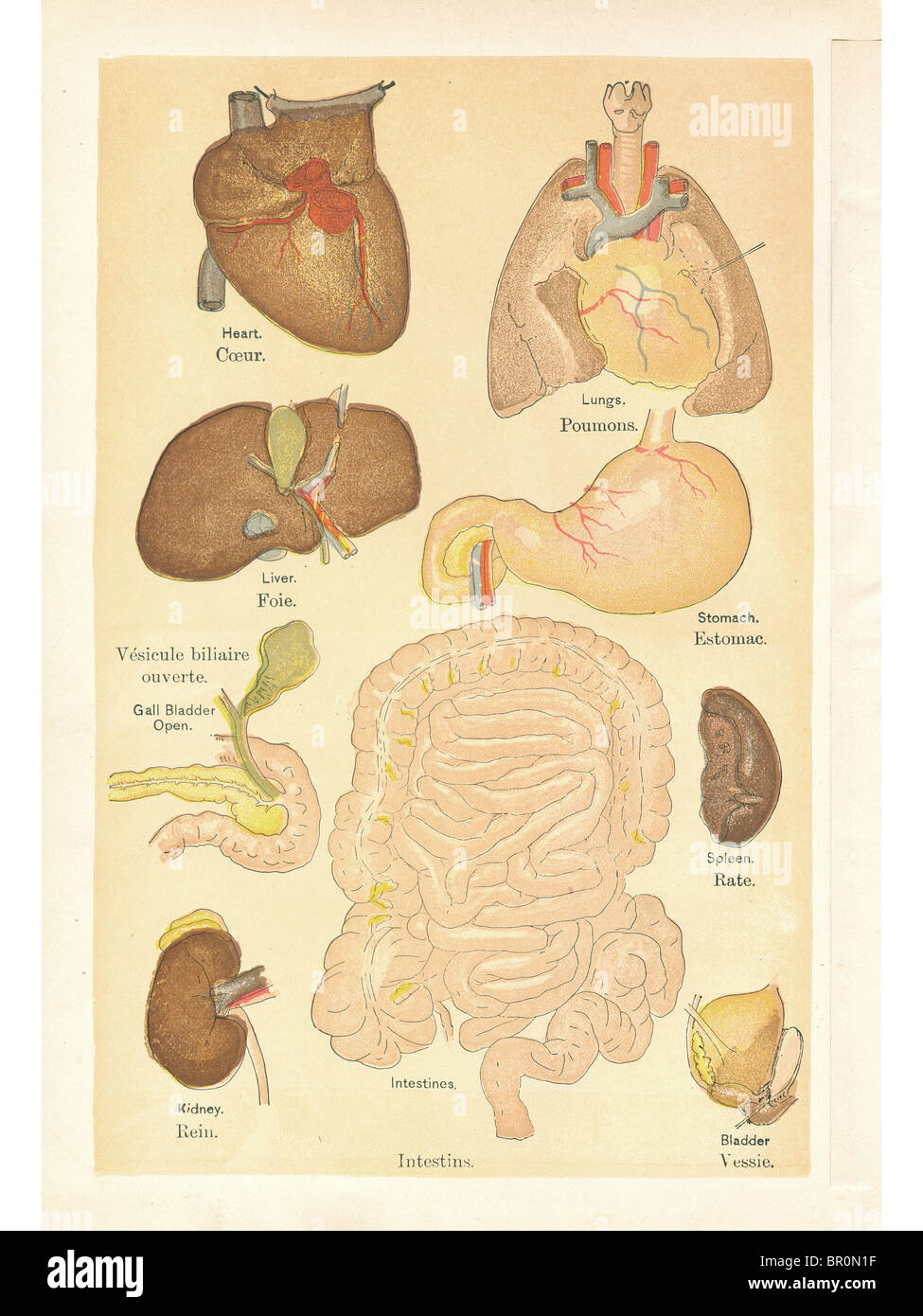 Medical illustrations of organs from a vintage book Stock Photo