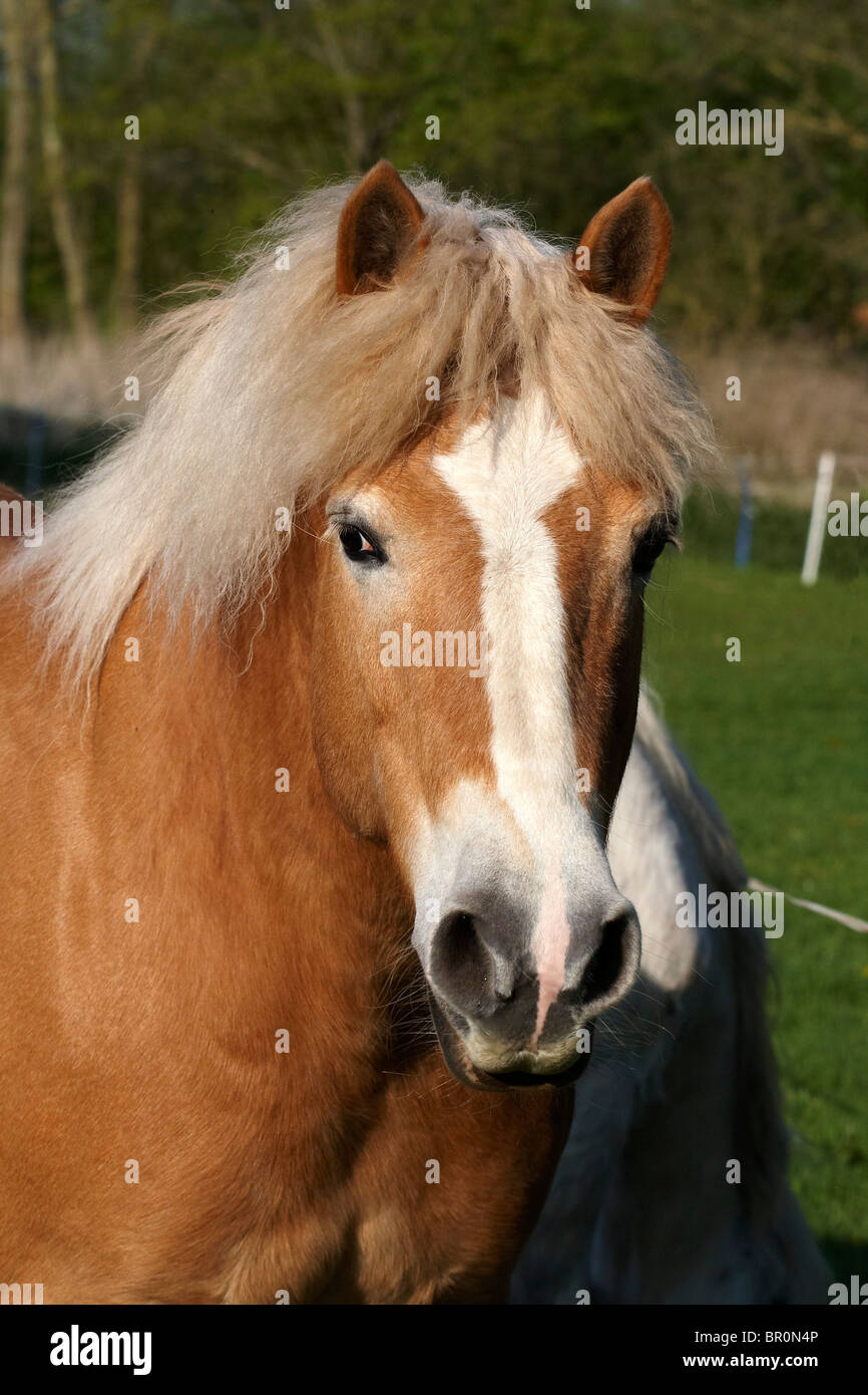 Haflinger Horse portrait Stock Photo