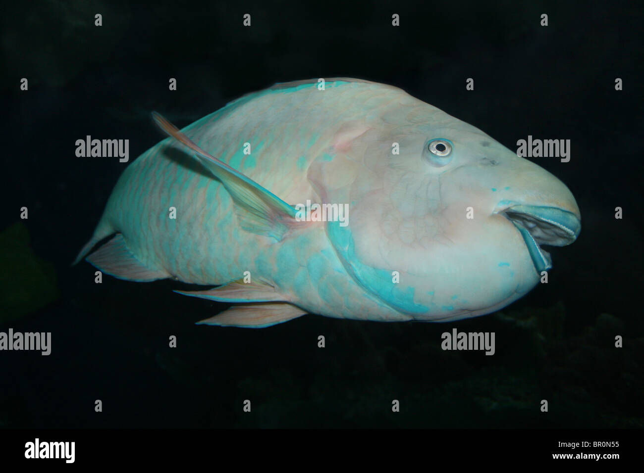 Azure Parrotfish Scarus compressus Stock Photo