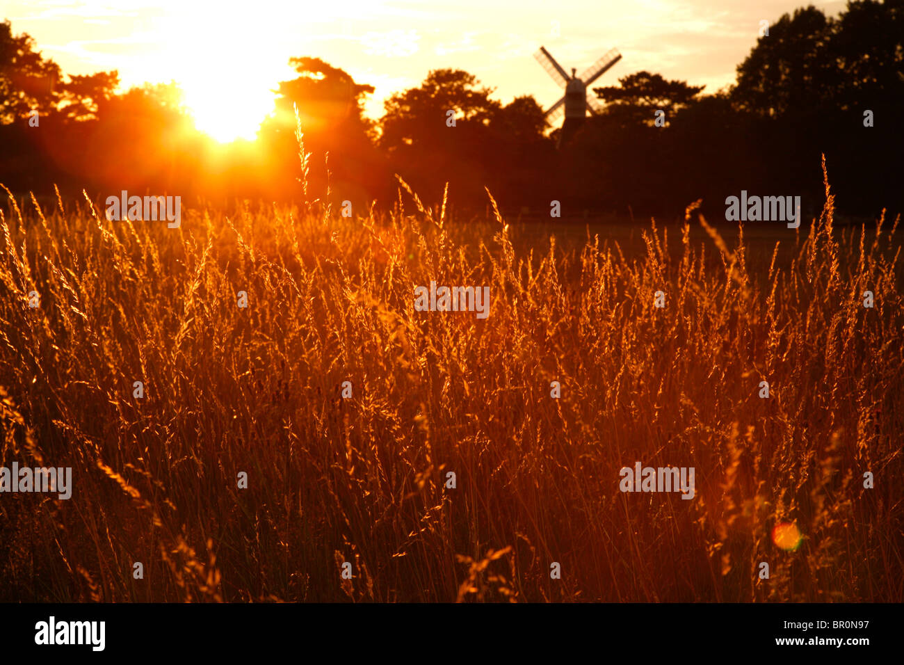Hay grass lit up by the setting sun in front of the Windmill on Wimbledon Common, Wimbledon, London, UK Stock Photo
