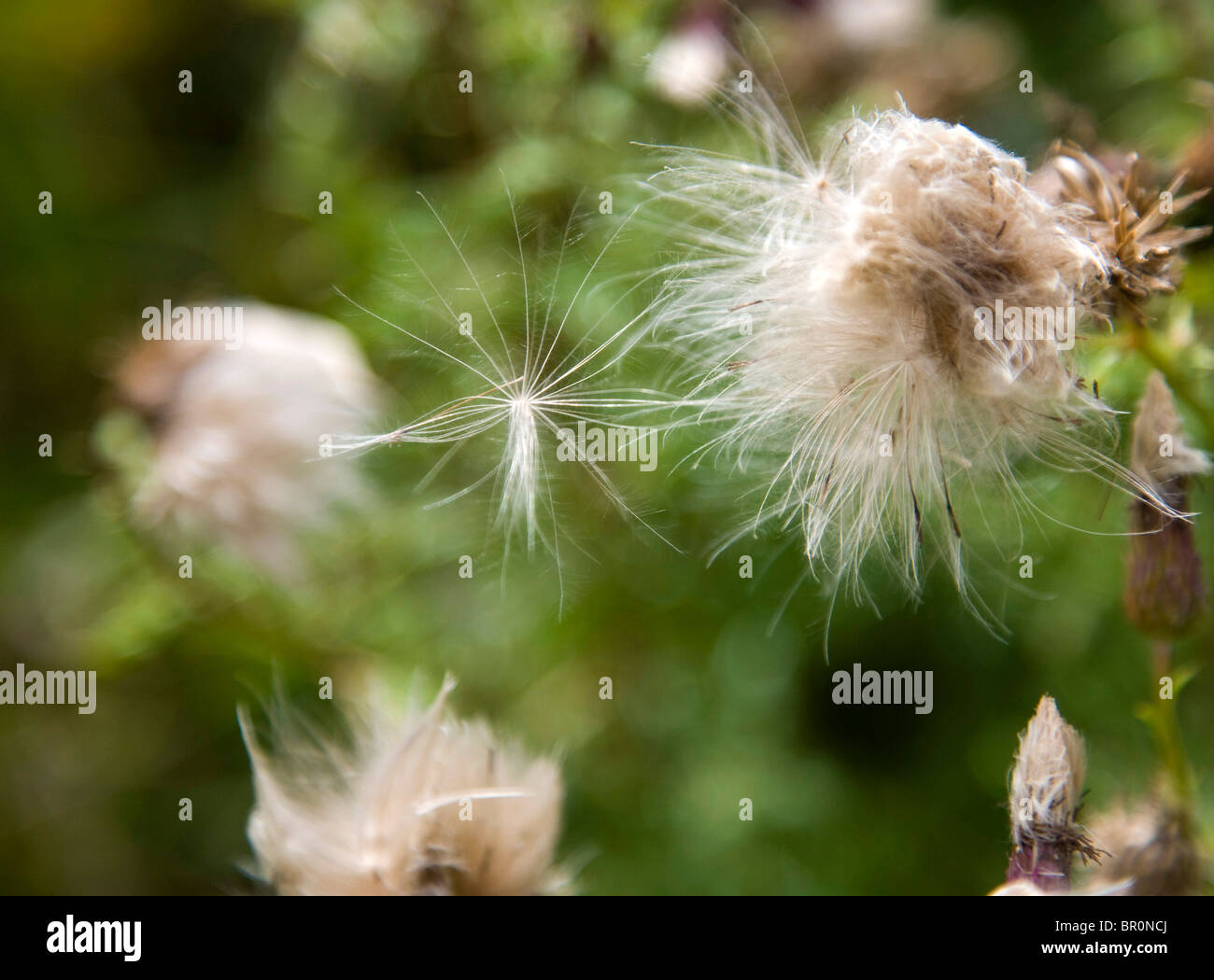 Fluffy Seeds in a Hedgerow Stock Photo