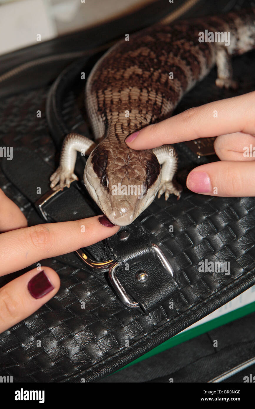 A blue-tongued skink sitting on a bag being stroked by two female hands. Stock Photo