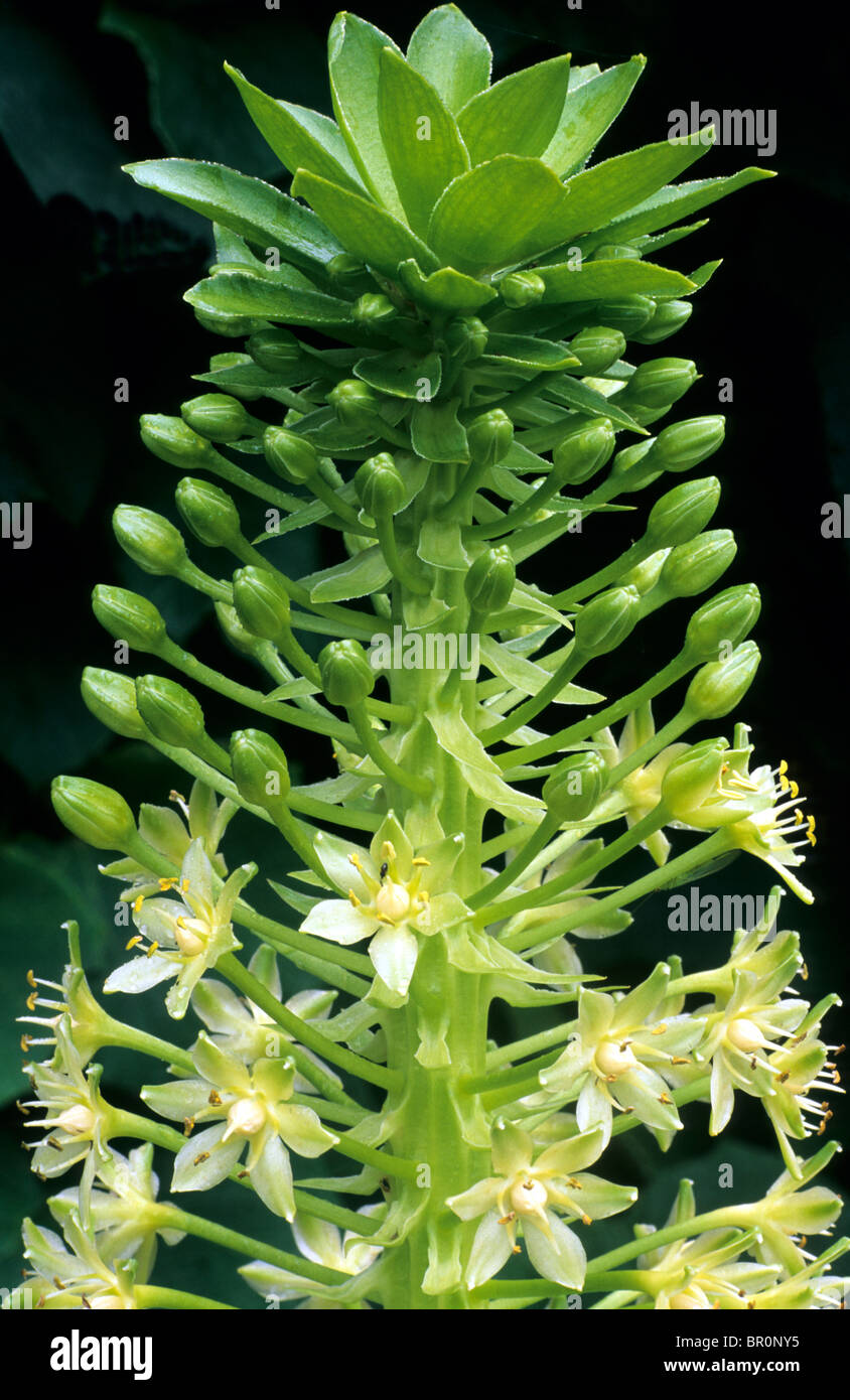 Eucomis pole-evansii, green white flower flowers garden plant plants Pineapple Flower Stock Photo