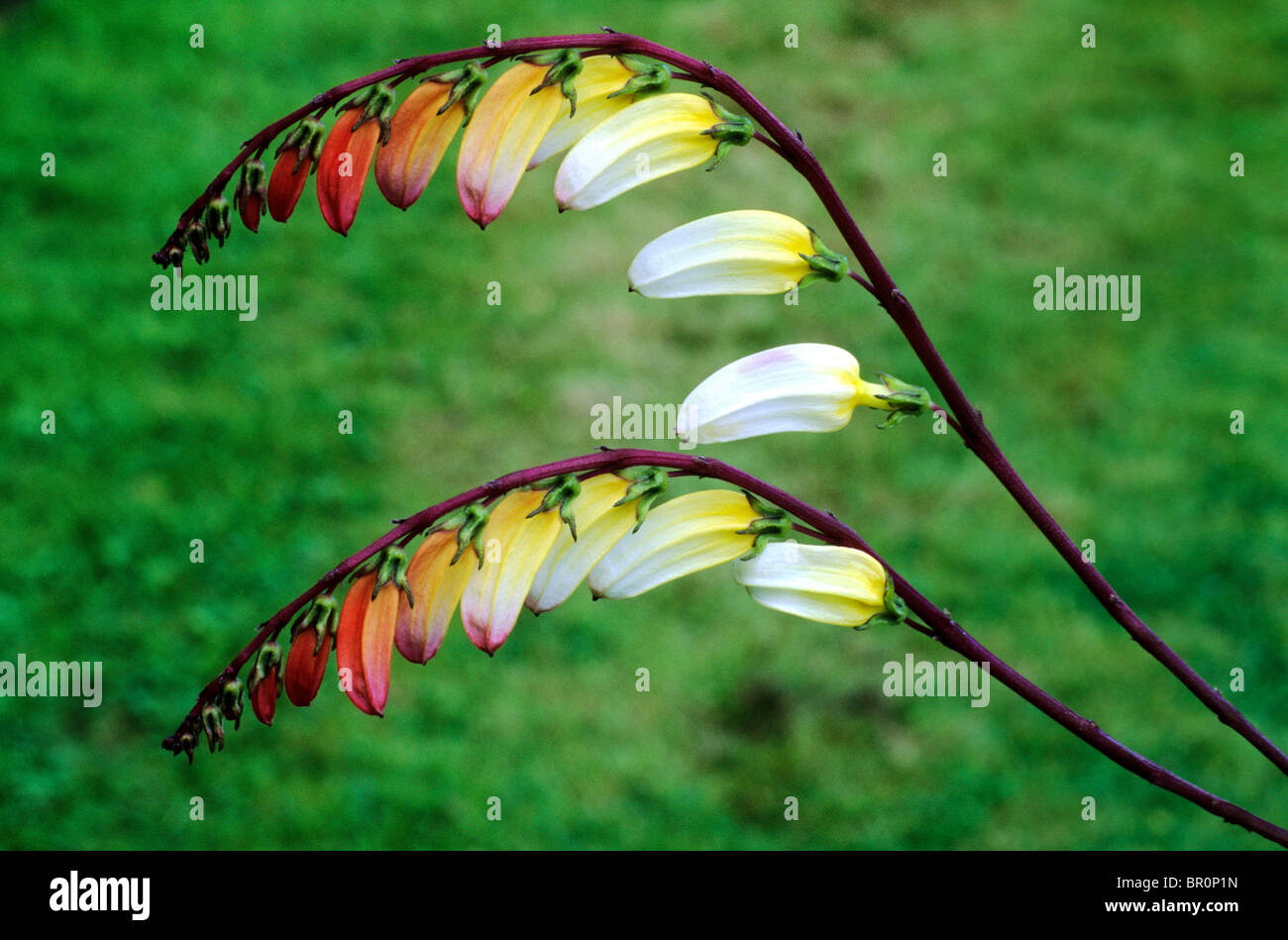 Ipomoea lobata, syn. Mina lobata orange red flower flowers garden plant plants Stock Photo