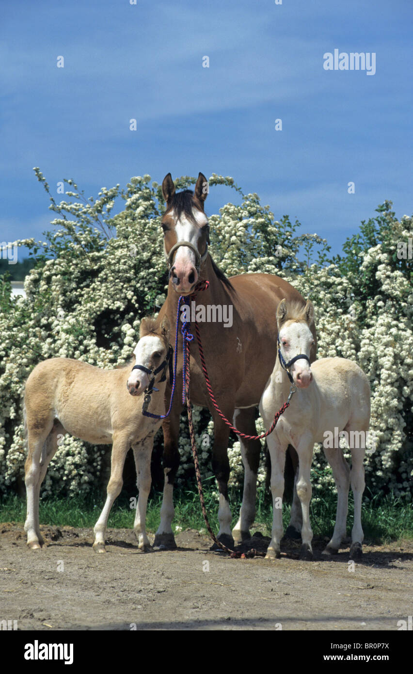 Criollo (Equus ferus caballus), mare with two foals. Stock Photo