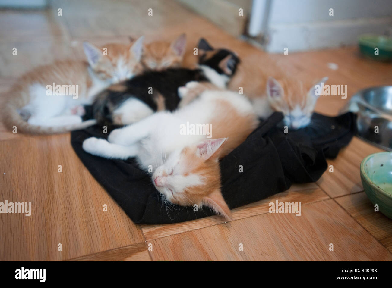 Rescued kittens sleeping in Chelsea in New York on Saturday September 4 ,2010. (© Frances M. Roberts) Stock Photo