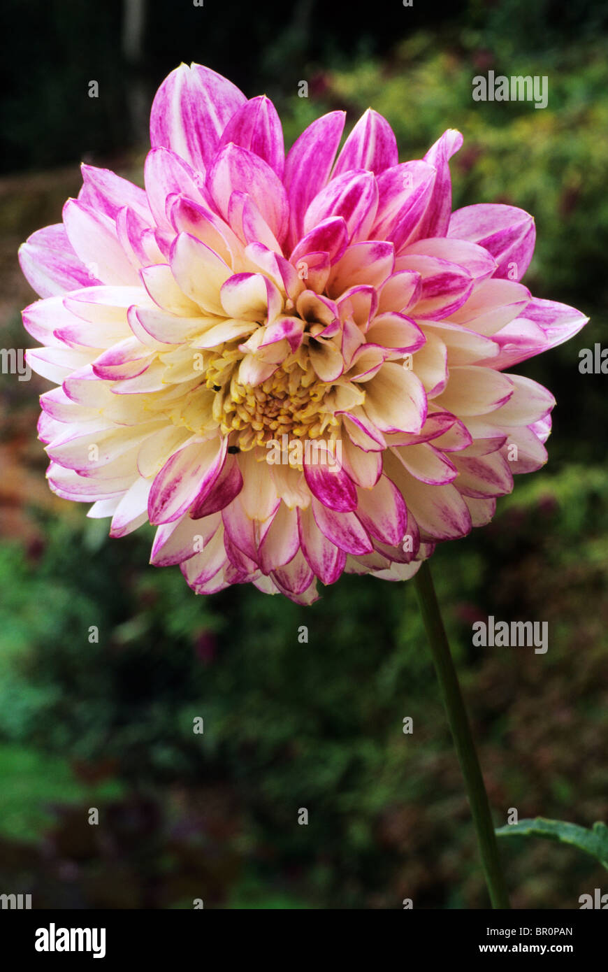 Dahlia que sera pink flower hi-res stock photography and images - Alamy