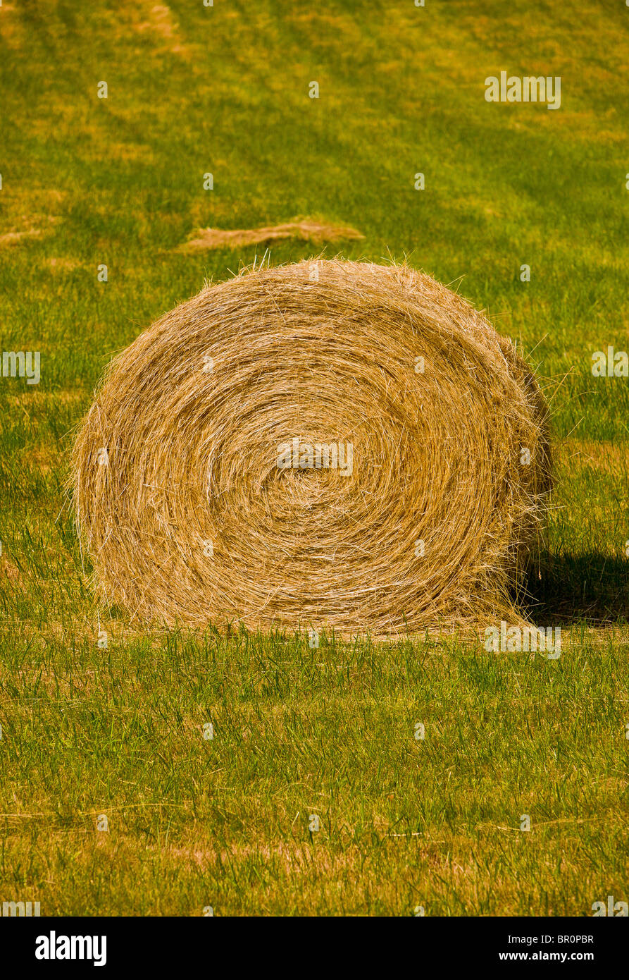 BLODGETT, OREGON, USA Round bale of hay in field, farm Stock Photo