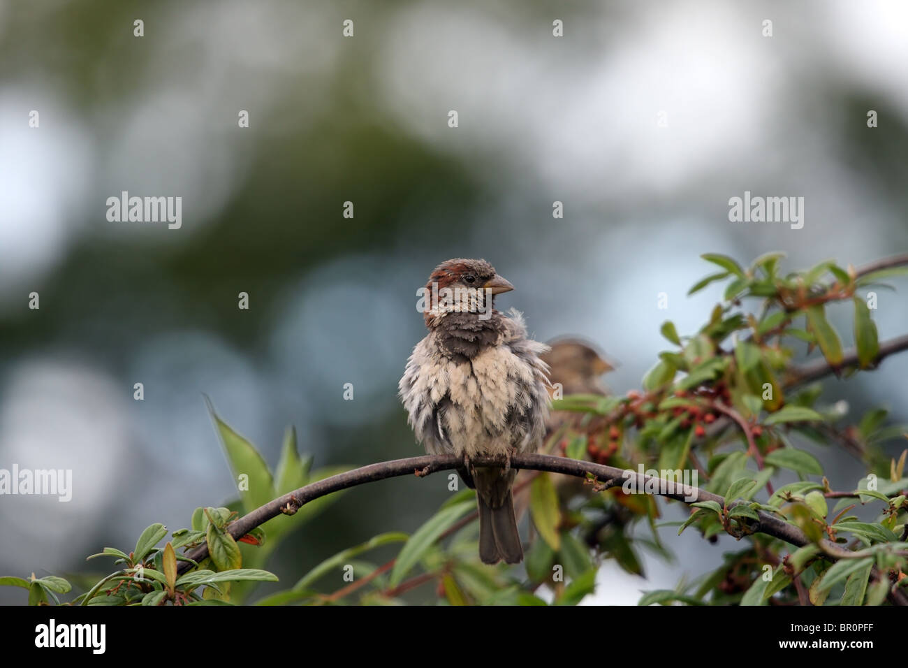 Male House Sparrow Passer domesticus Moulting Stock Photo