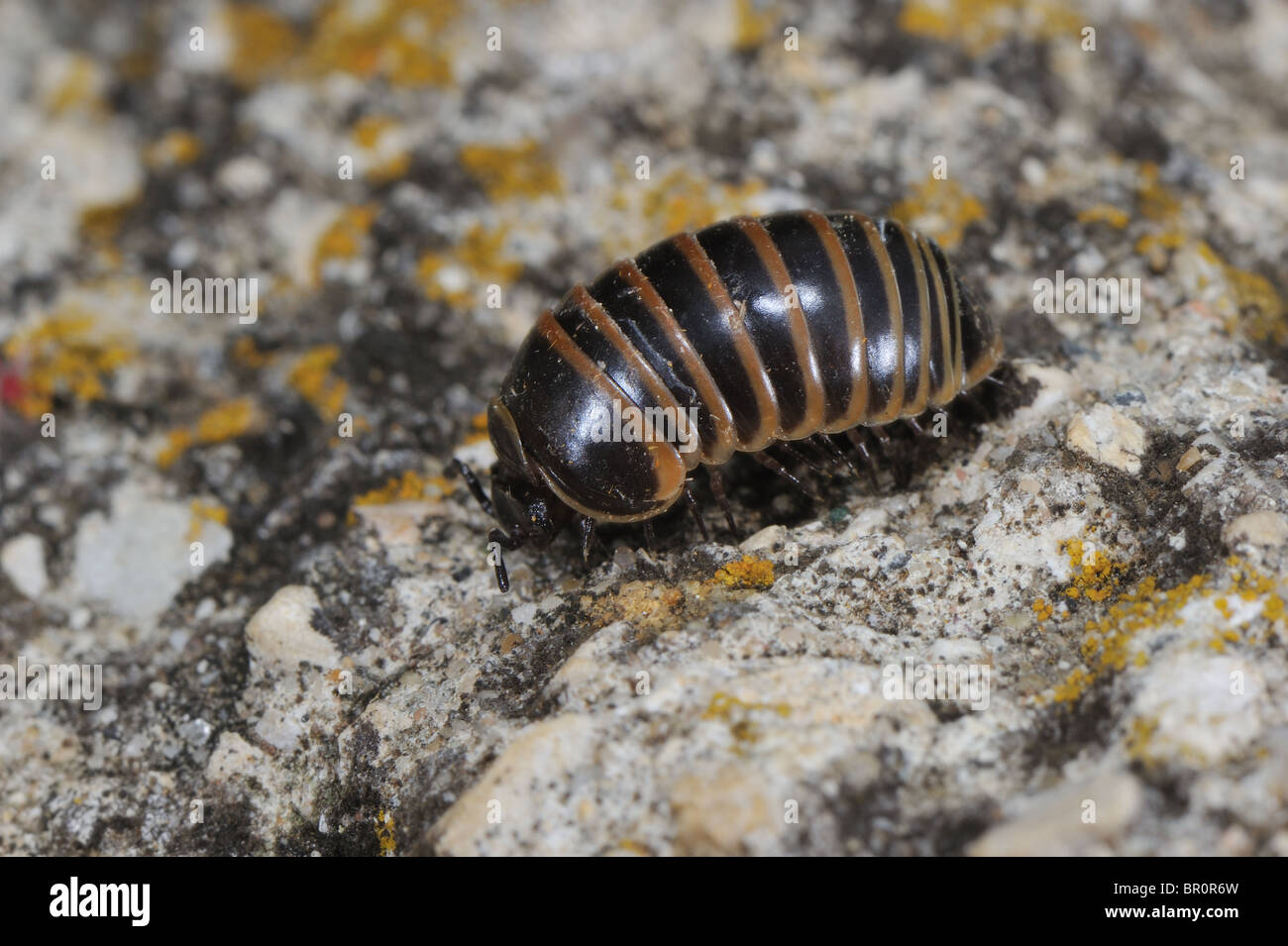 Pill millipede (Glomeris marginata) walking - Vaucluse - Provence - France Stock Photo