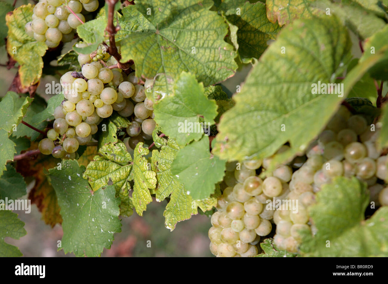 Grapes on the vine at a vineyard.  Stock Photo