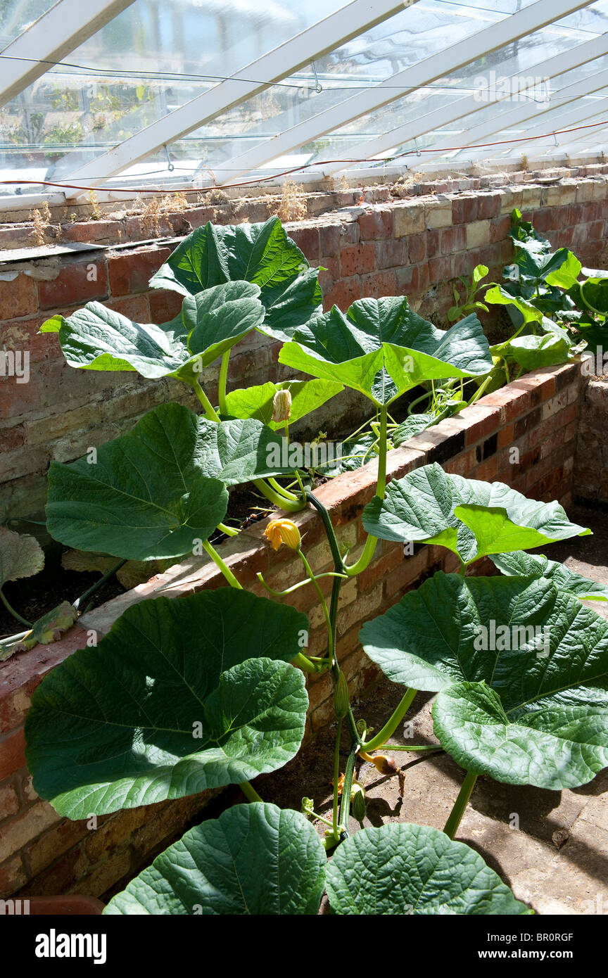Growing pumpkins in greenhouse hires stock photography and images Alamy