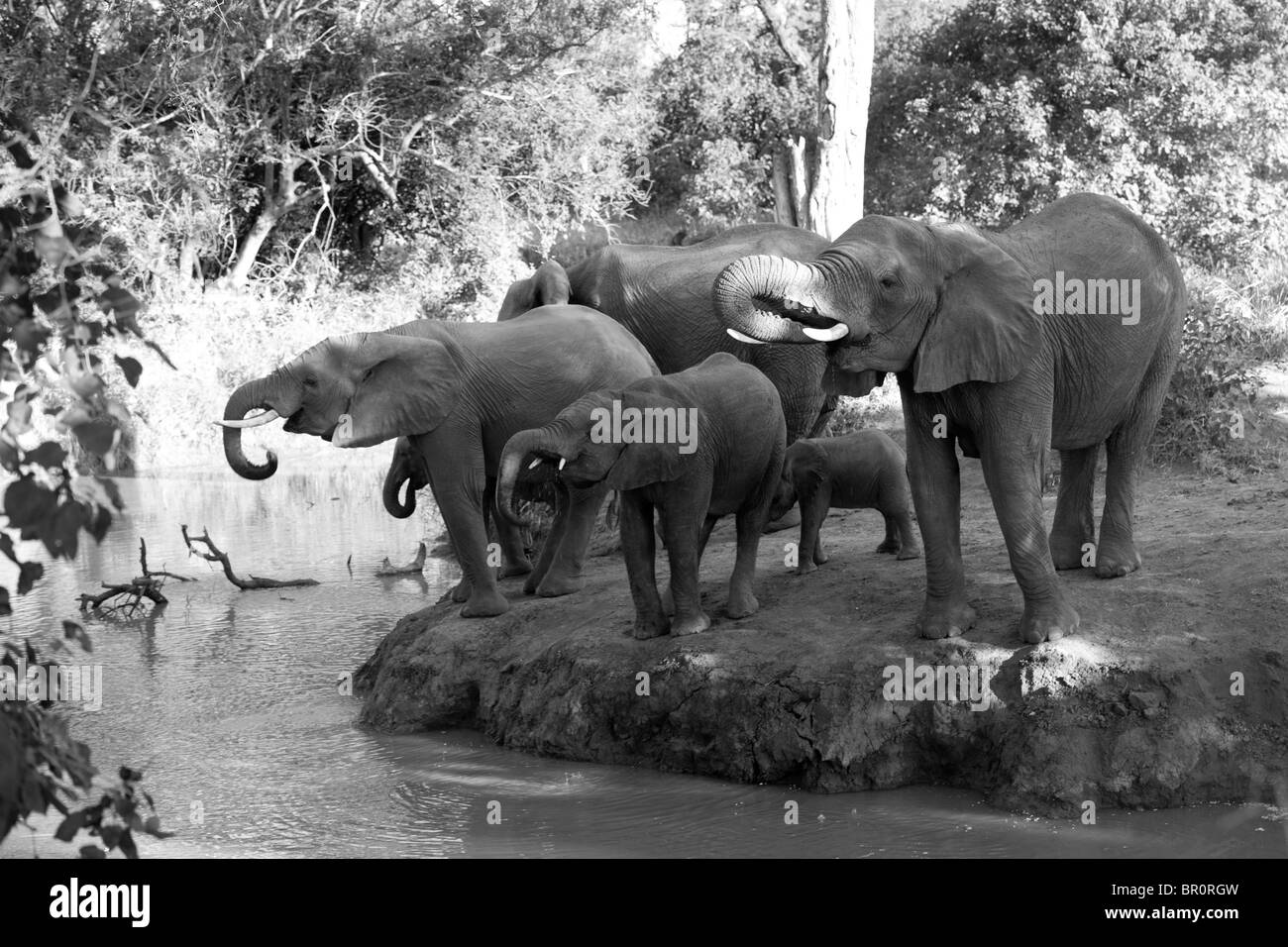 African elephants drinking ( Loxodonta africana africana), Mashatu Game