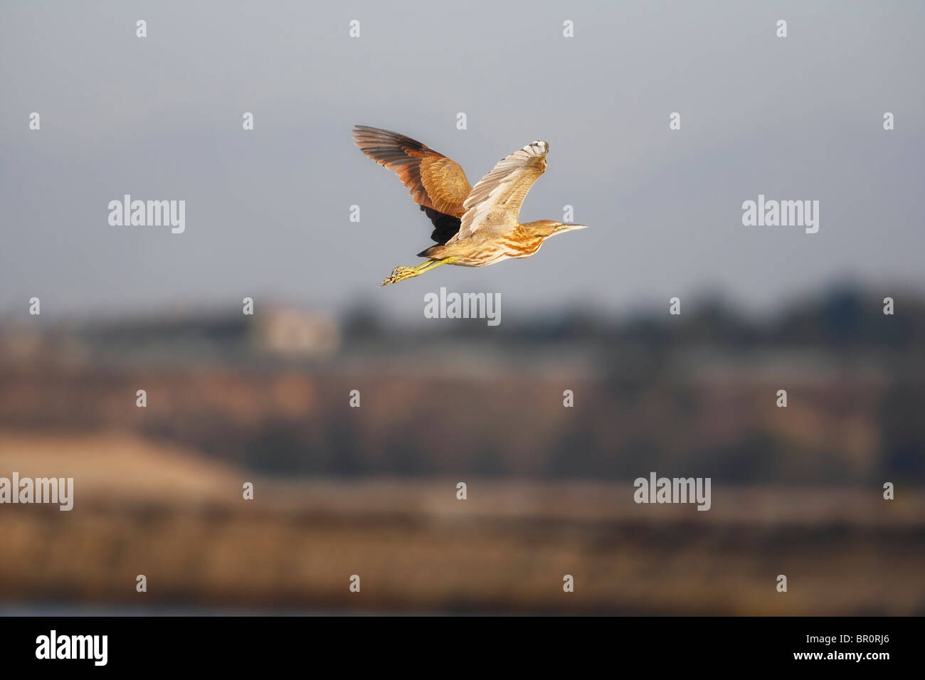 American Bittern (Botaurus lentiginosus) flying with wings upright at ...