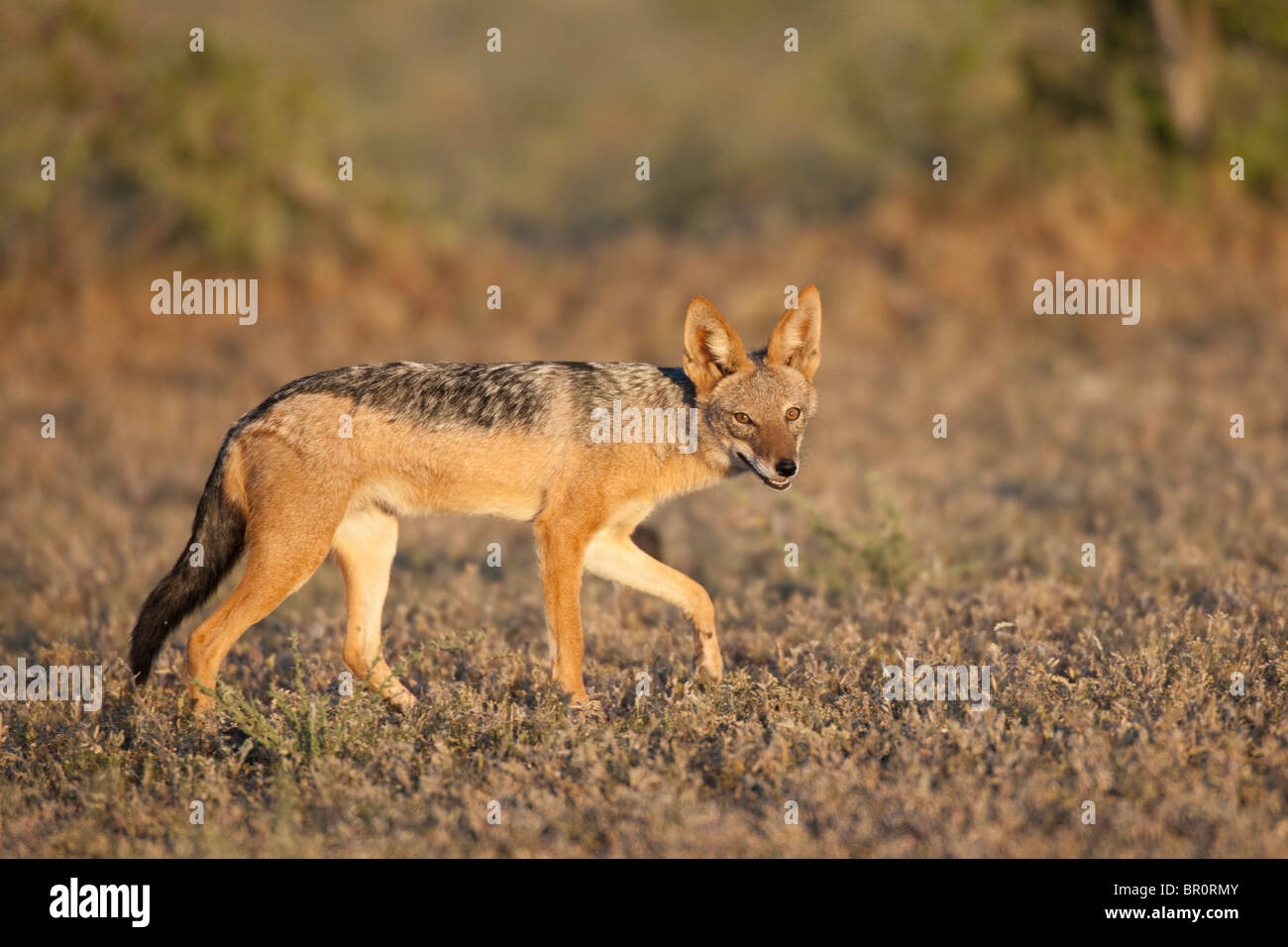 Black-backed jackal (Canis mesomelas), Mashatu Game Reserve, tuli block, Botswana Stock Photo