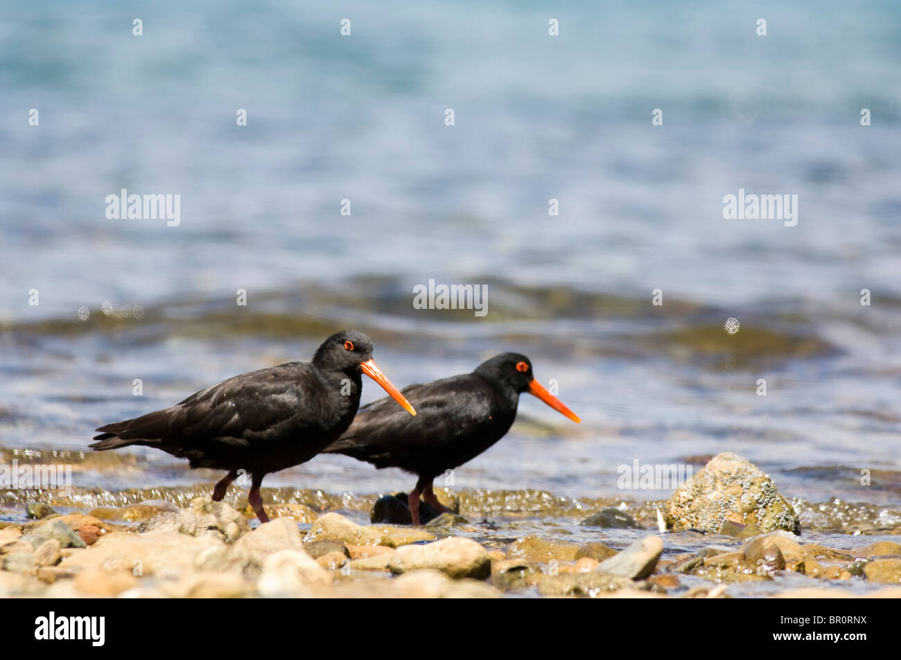 New Zealand, South Island, Marlborough Sounds. Variable Oystercatcher