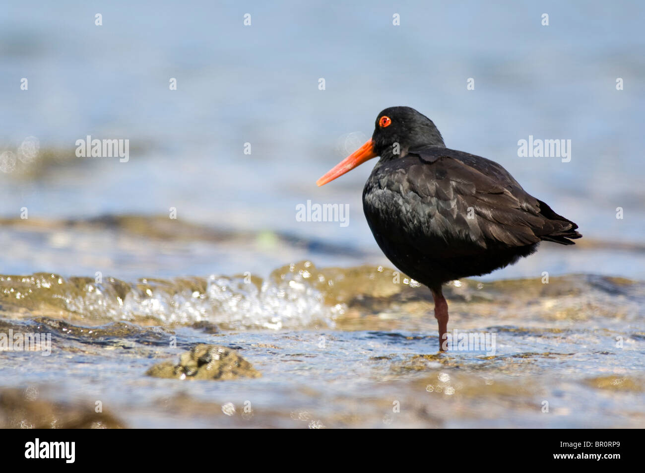 New Zealand, South Island, Marlborough Sounds. Variable Oystercatcher