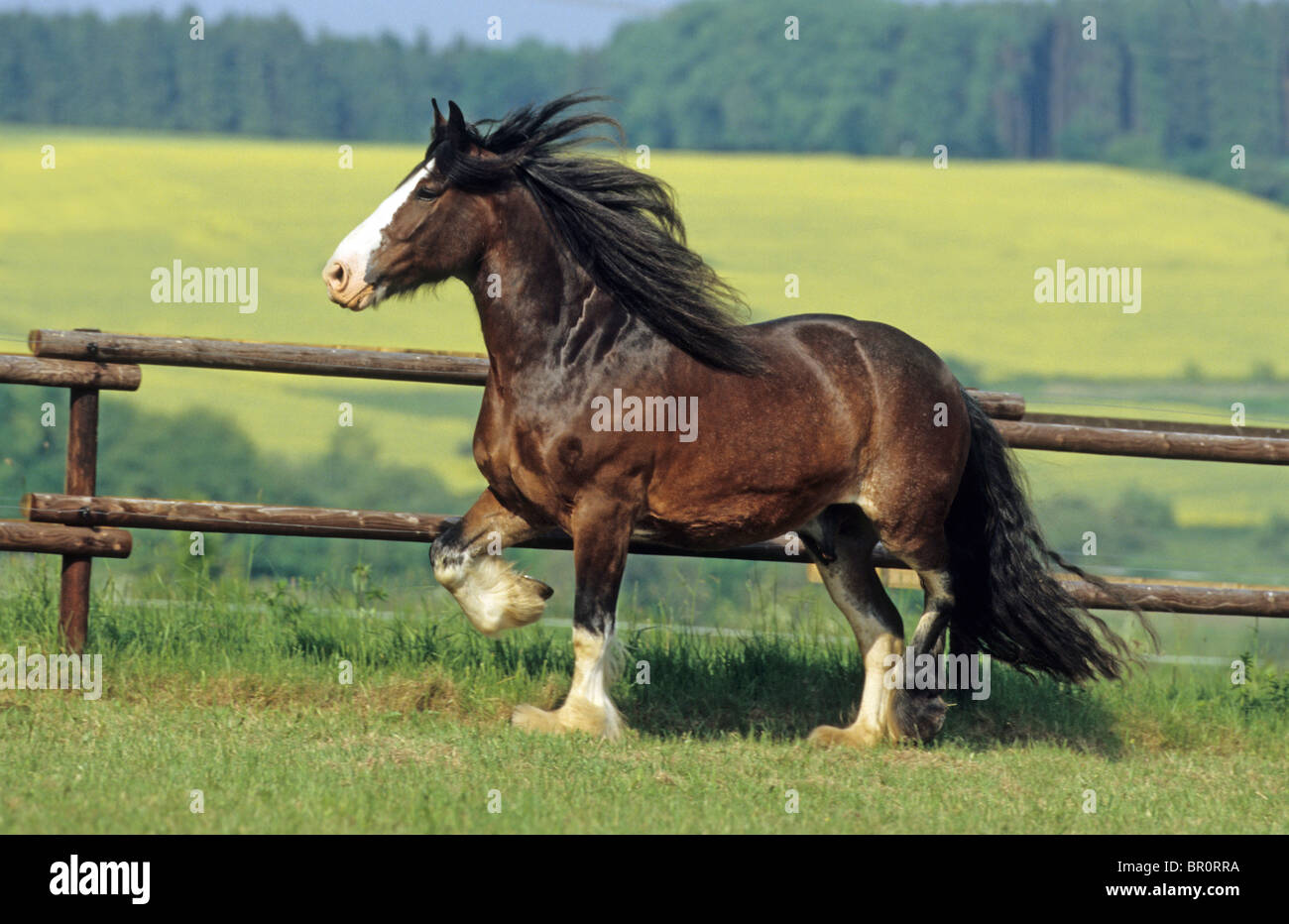 Shire Horse (Equus ferus caballus). A bay gelding at a trot on a meadow. Stock Photo