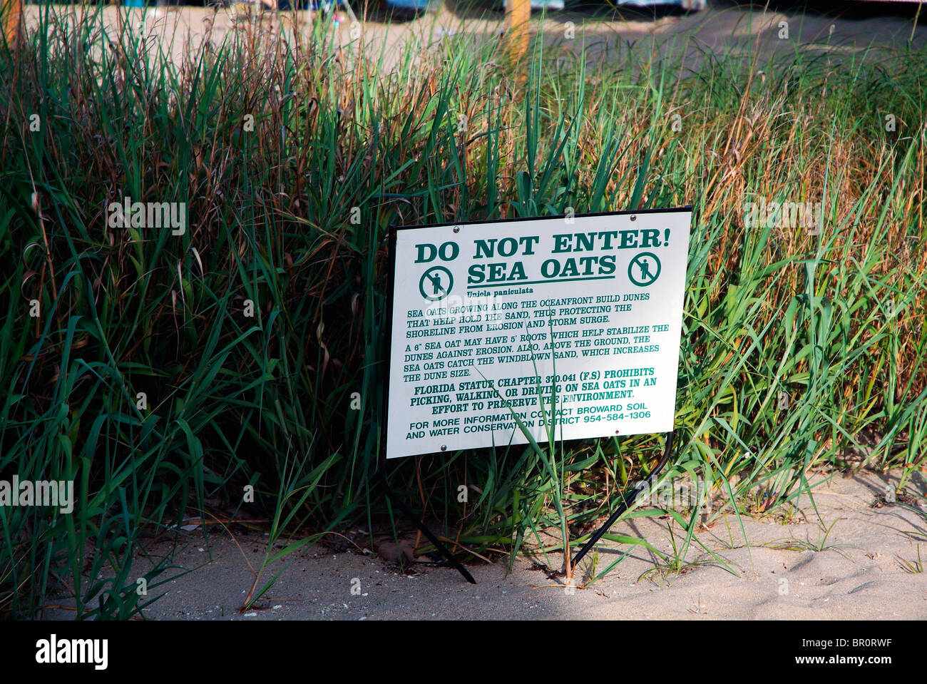 Sign protects a patch of sea oats, on Florida's Atlantic (east) coast.  Sea Oats are also called Uniola paniculata Stock Photo