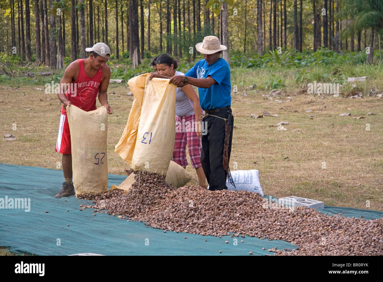 Costa Rican workers dry teak seed pods on a plantation near Tamarindo, Costa Rica. Stock Photo