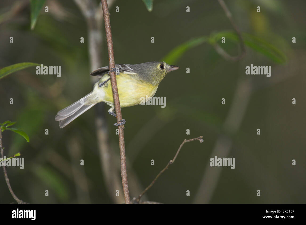 Cuban Vireo Vireo gundlachii perched in woodland canopy at Zapata Swamp, Republic of Cuba in March. Stock Photo