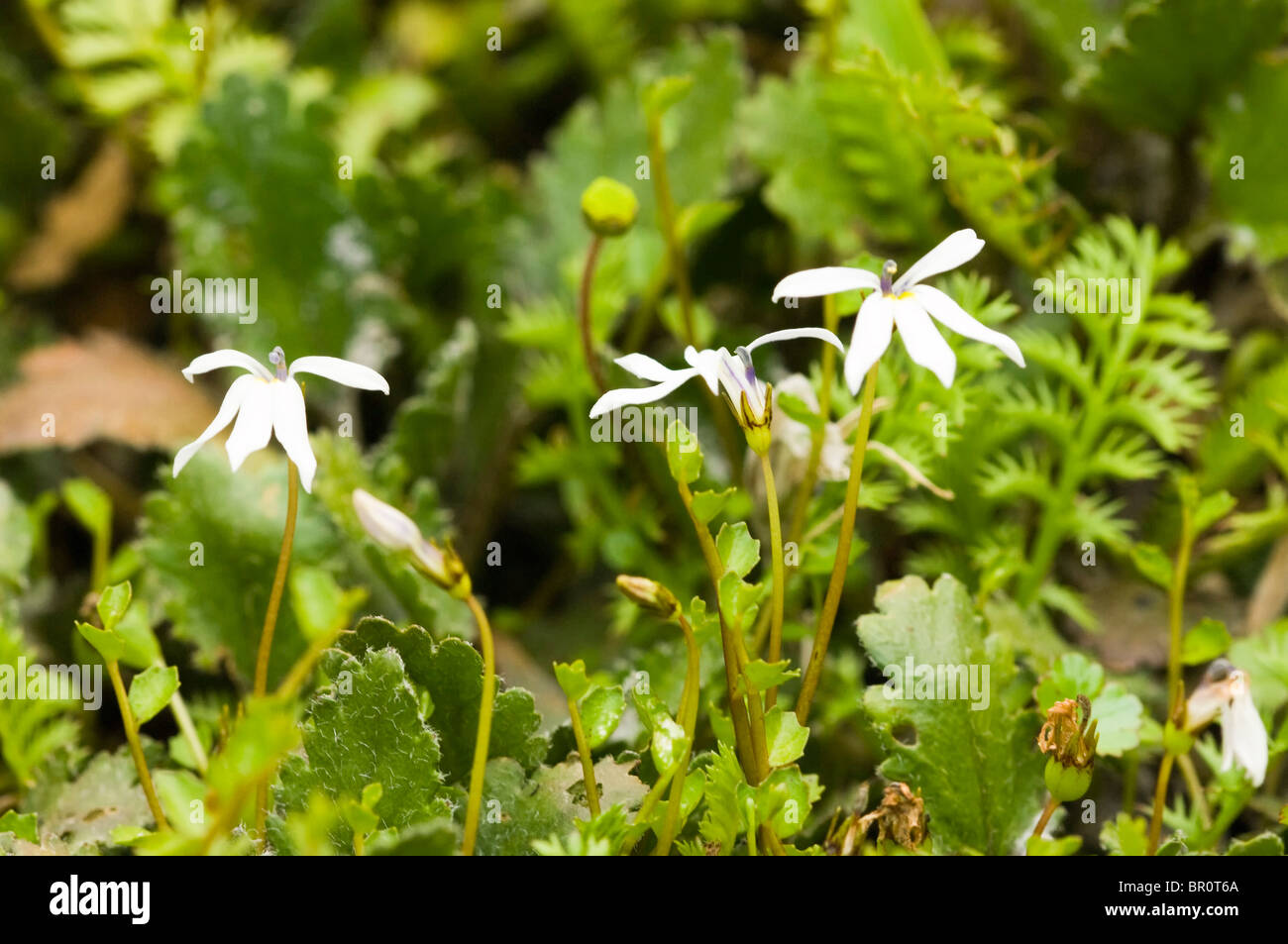 New Zealand, South Island, Westland National Park. Pratia angulata flowering. Stock Photo