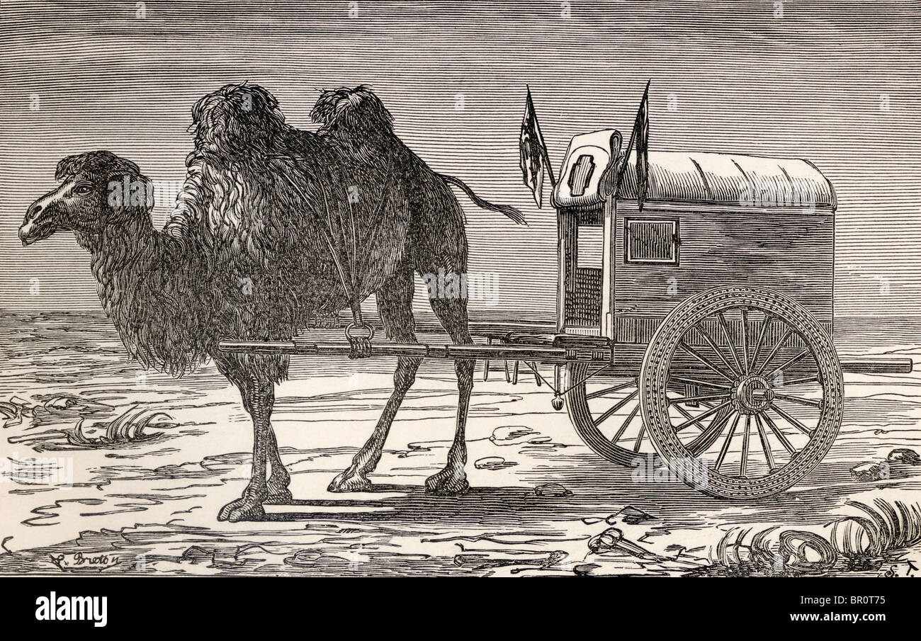 A camel pulling a carriage across the Gobi Desert, Asia in the 19th century. Stock Photo