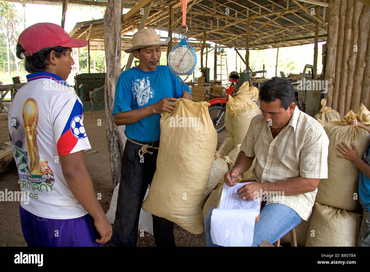 Costa Rican workers weigh bags of teak seed pods at a plantation near Tamarindo, Costa Rica. Stock Photo
