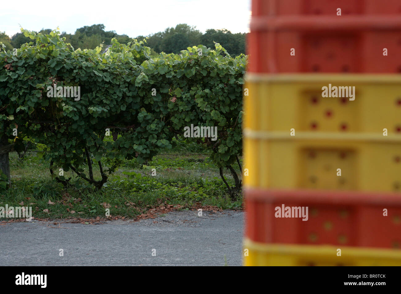Grape collecting crates at a vineyard.  Stock Photo