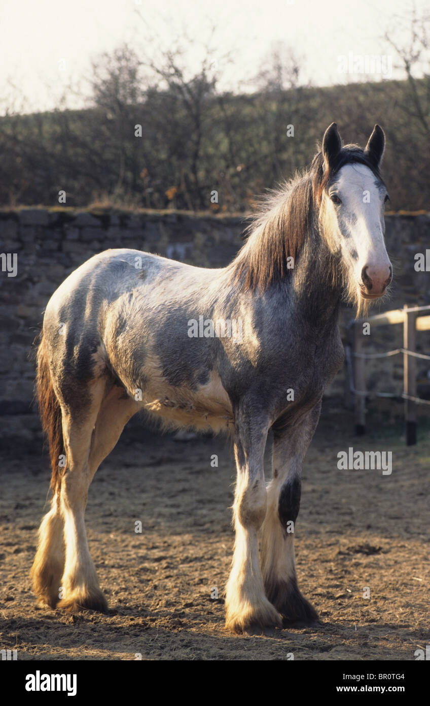 Shire Horse (Equus ferus caballus). Yearling standing in a paddock. Stock Photo