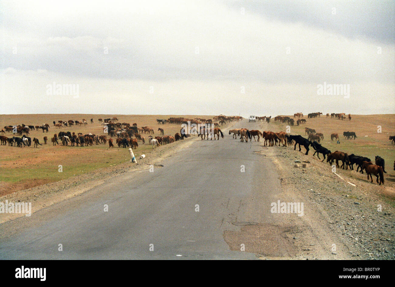 Horses in the steppe Mongolia Stock Photo - Alamy