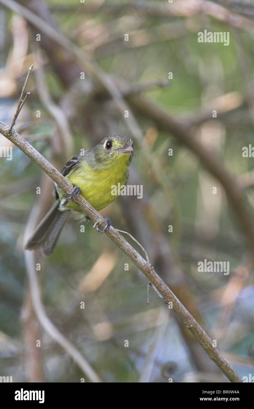 Cuban Vireo Vireo gundlachii perched in woodland canopy at Zapata Swamp, Republic of Cuba in March. Stock Photo