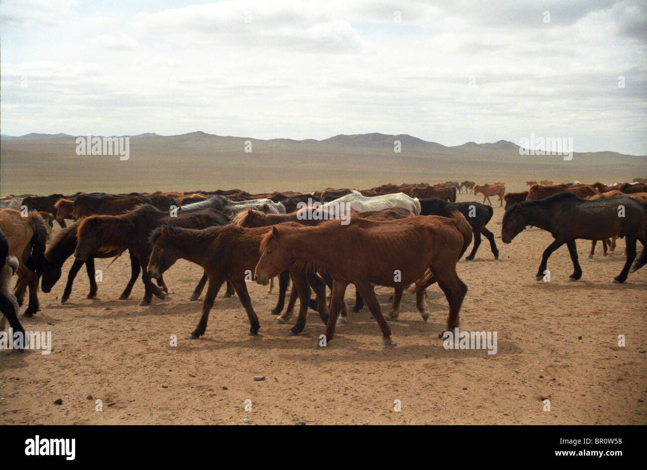 Horses in the steppe Mongolia Stock Photo - Alamy