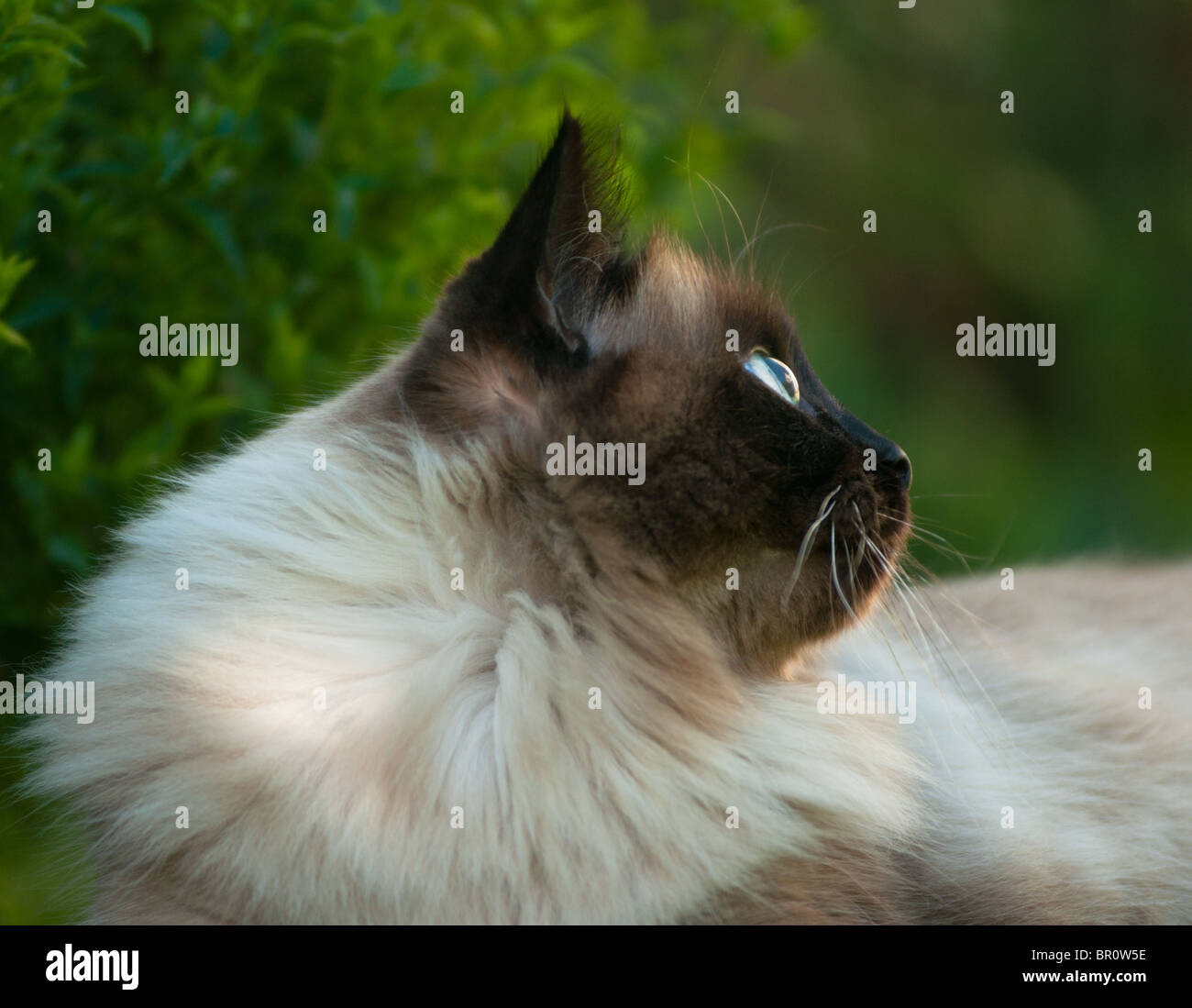 Ragdoll cats hi-res stock photography and images - Alamy