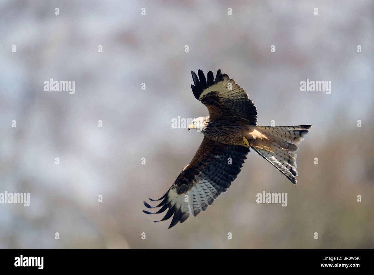 a red kite with its wings outstretched in flight Stock Photo Alamy