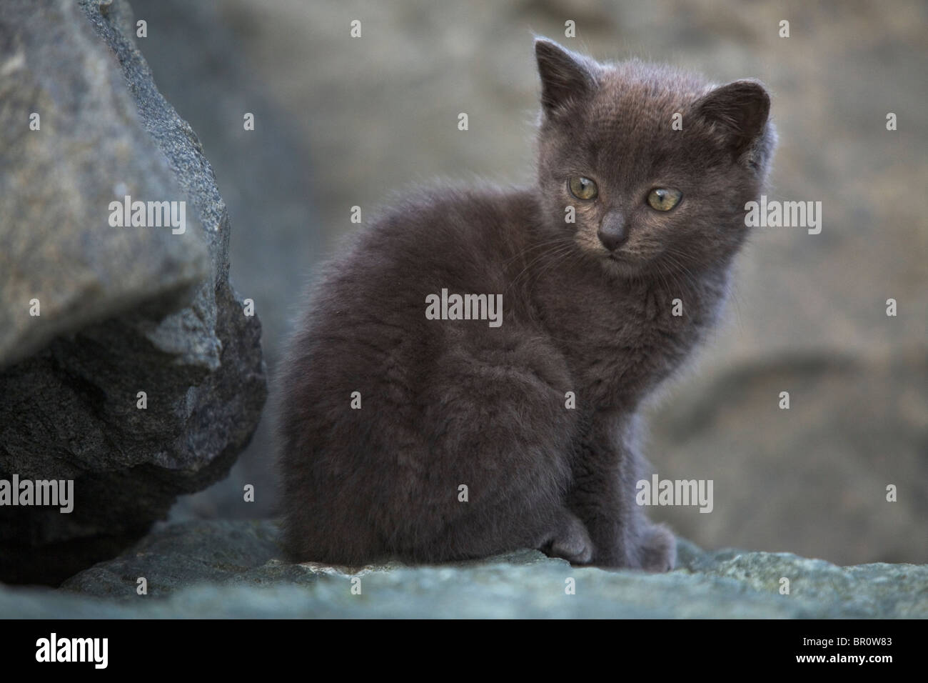 Dark grey kitten hi-res stock photography and images - Alamy