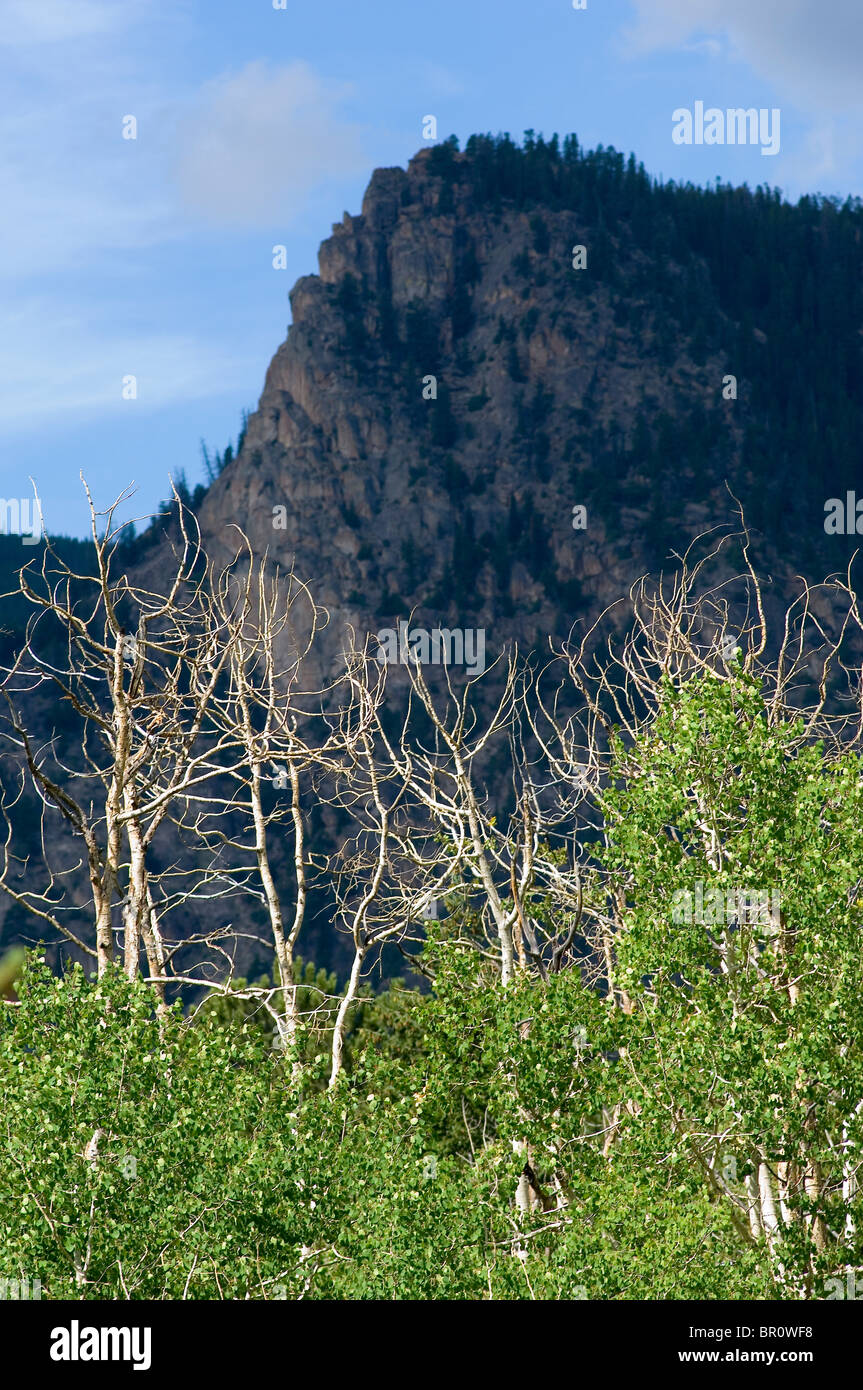 Aspen trees dying in Colorado Stock Photo Alamy