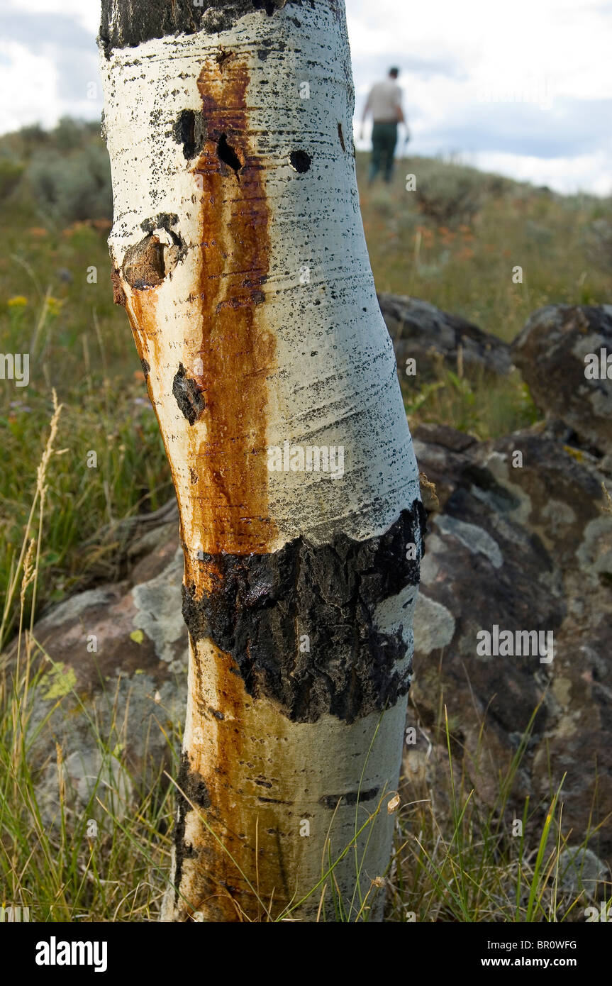 Aspen trees dying in Colorado Stock Photo Alamy