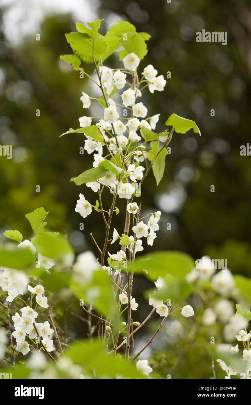 New Zealand, South Island, Westland National Park. Mountain Ribbonwood