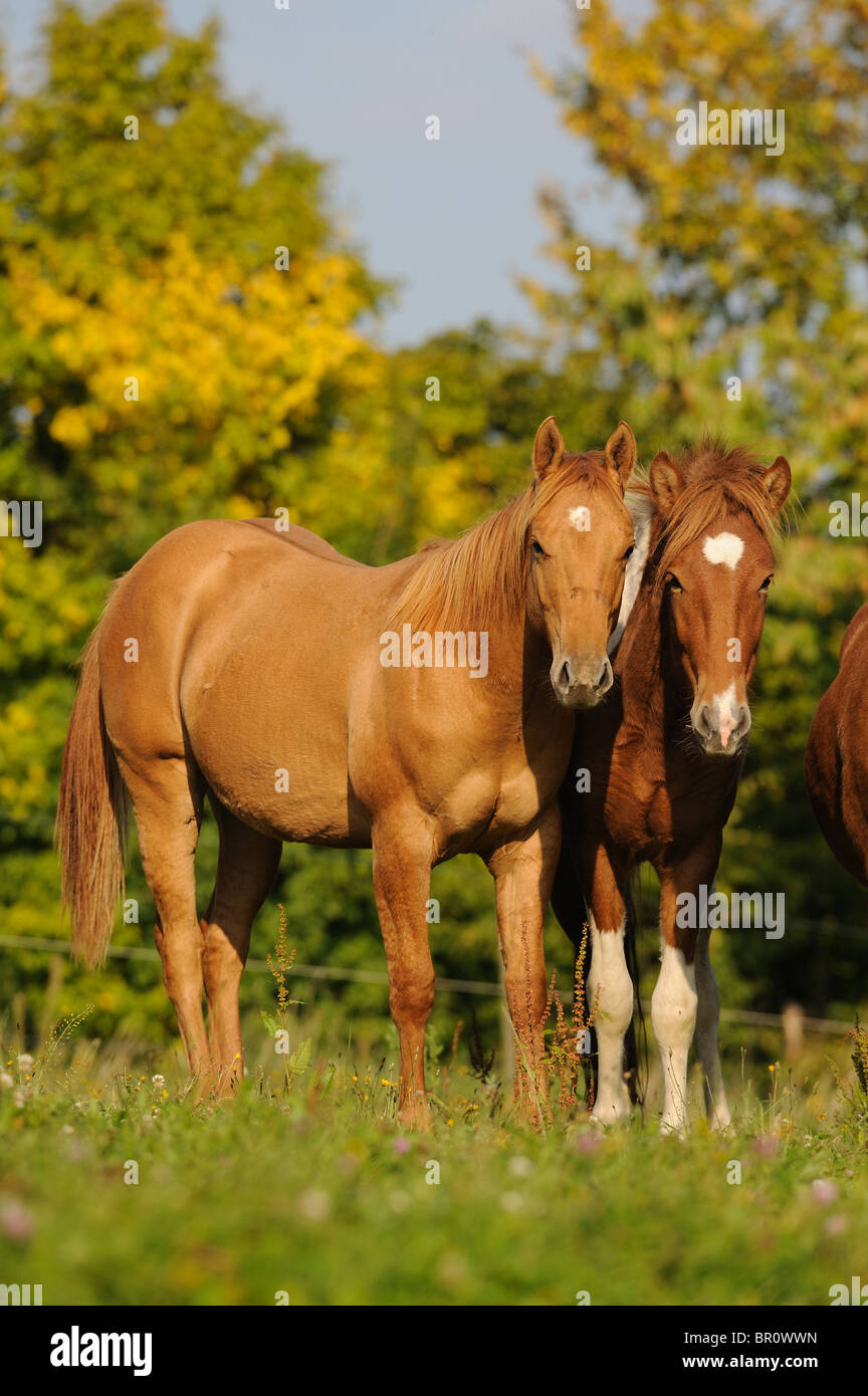 Quarter horse hires stock photography and images Alamy