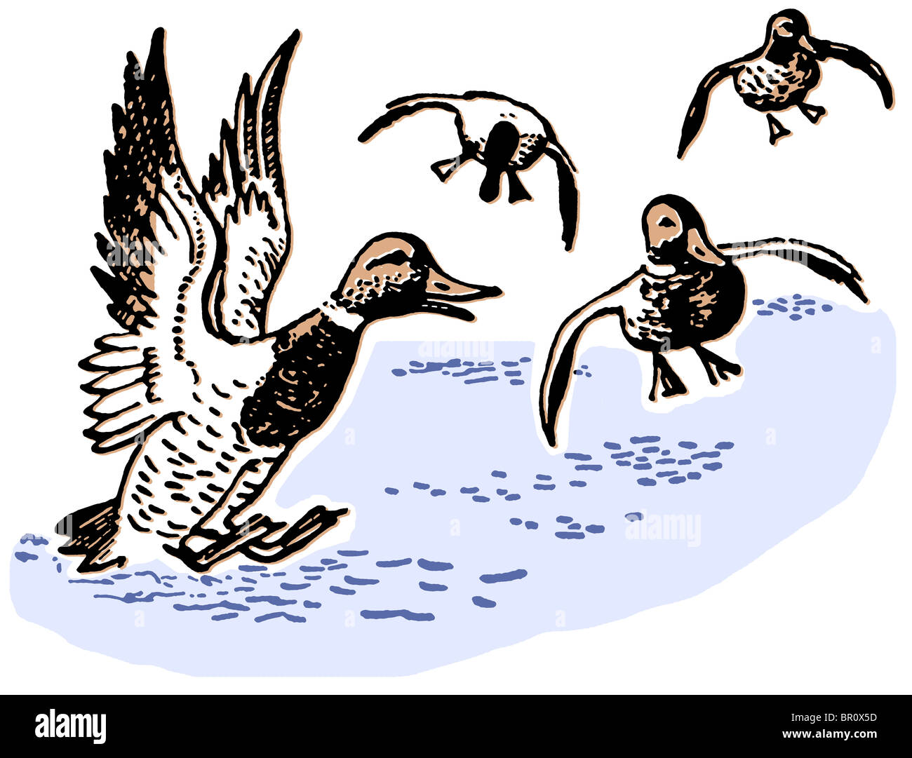 Landing duck Cut Out Stock Images & Pictures Alamy