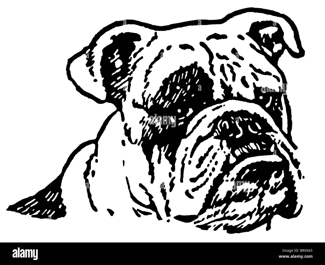 A black and white version of an unhappy looking Bulldog Stock Photo