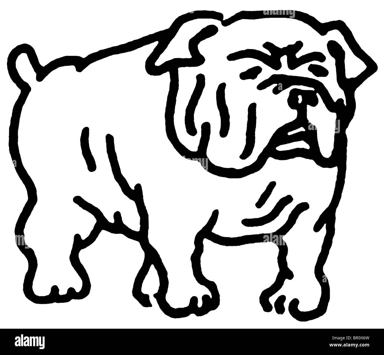 A black and white version of a line drawing of a Bulldog Stock Photo