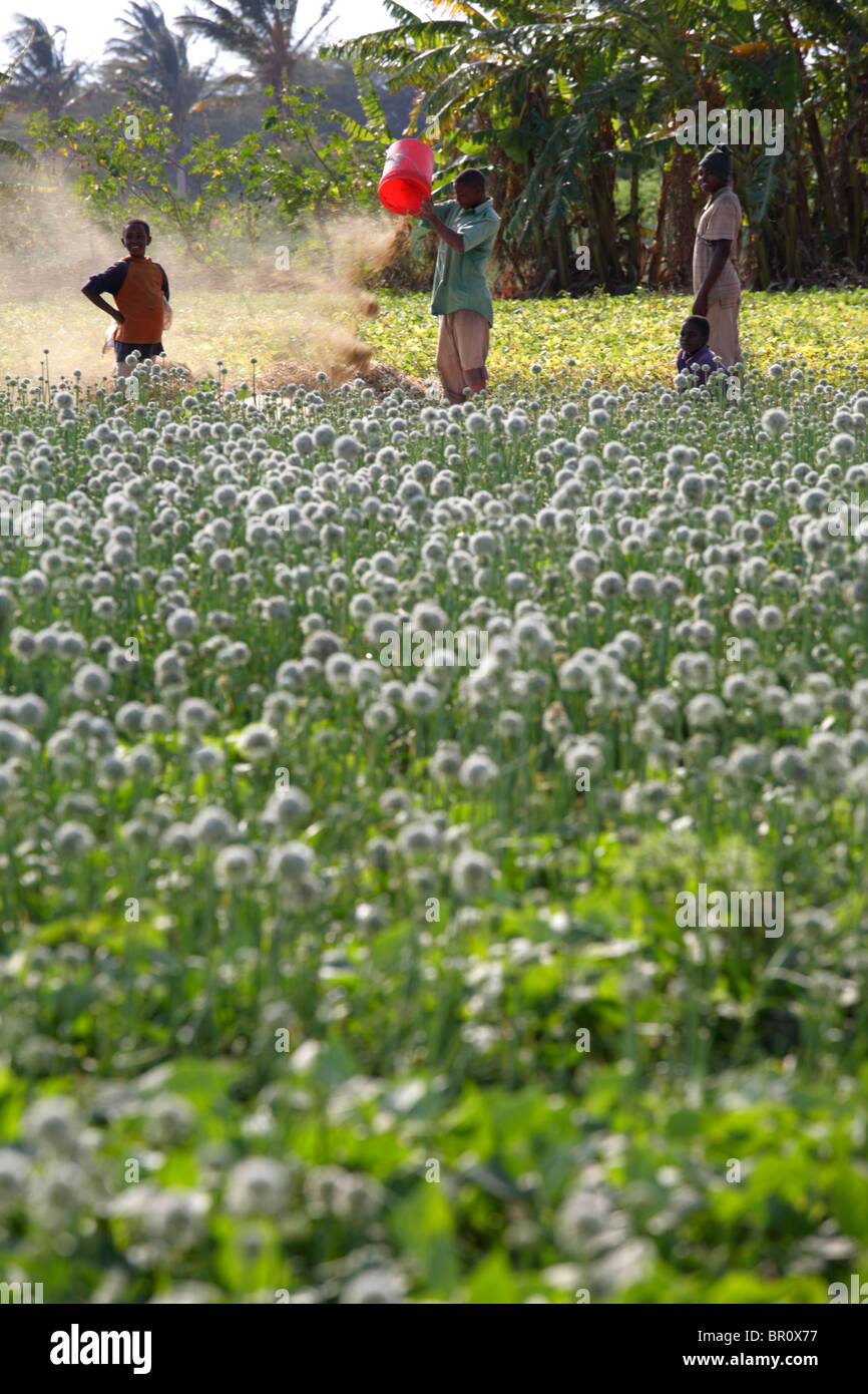 Onion farming in the Eyasi area, Tanzania Stock Photo Alamy