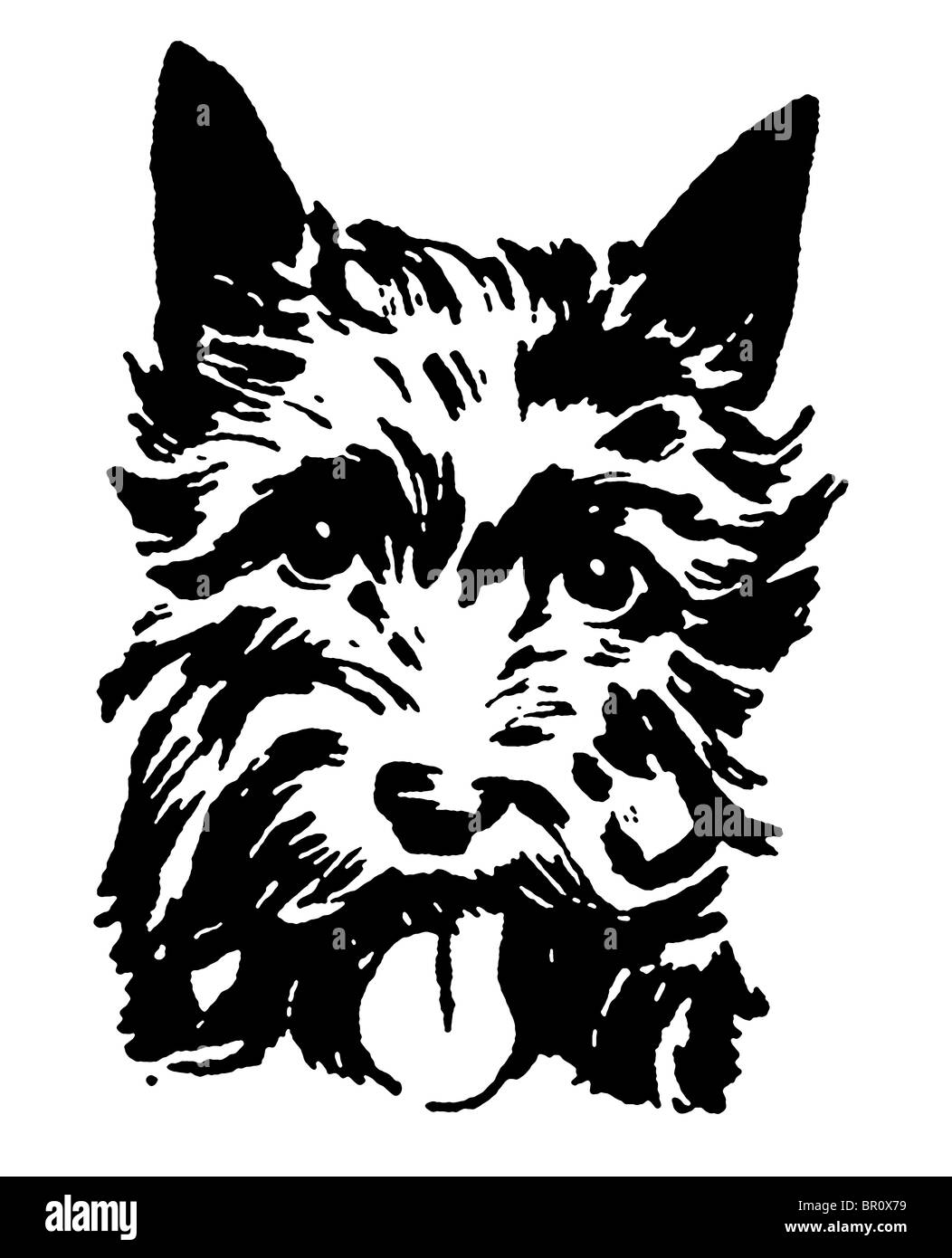 A black and white version of a portrait of a Scottish Terrier Stock Photo